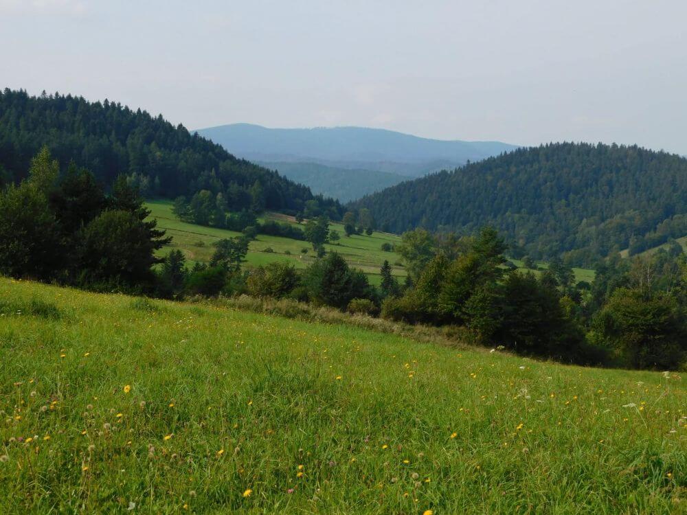 Hala Łabowska w Beskidzie Sądeckim